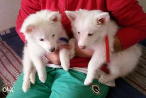 2 White Long Coat Puppies