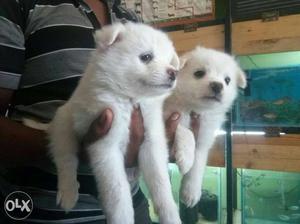 2 White Pomeranian Puppies