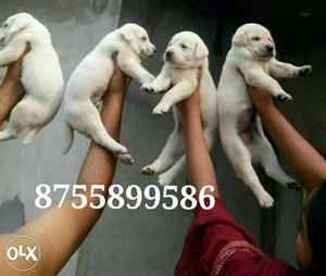 2 White Short Coated Puppies