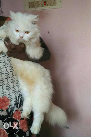 2 female long haired white persians available. if