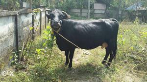 2 hf cow for sale