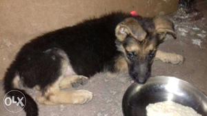 2 months old male gsd puppy