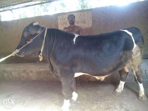 2 year old Holstein OX for sale
