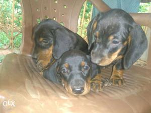 3 Black And Tan Smooth Dachshund Puppies
