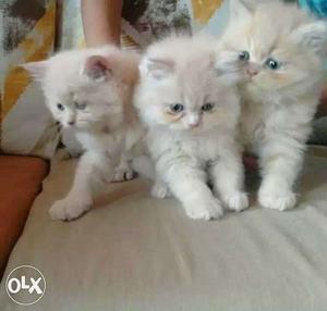 3 Cream Persian Kittens