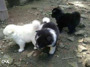 3 Indian Spitz Puppies