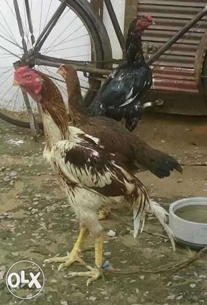 3 Shamo Chickens