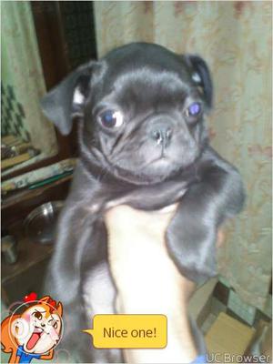 3 month black pug female for sale