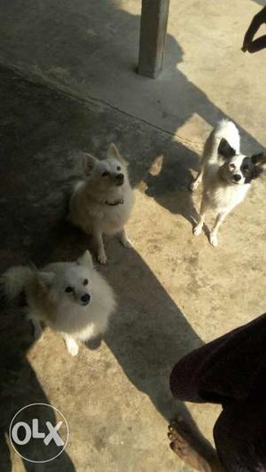 3 pomaranian dogs. one dog is pregnant.