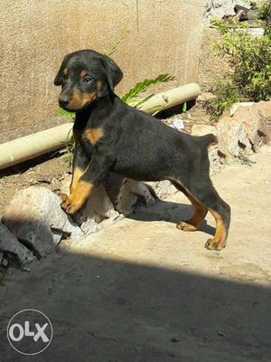 30days Doberman Puppies available with heavy bone