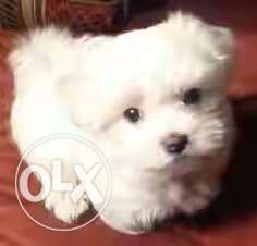 30days Old Pure Breed White Maltese Puppies. only