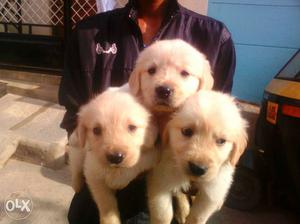3puppies for  retriver puppies