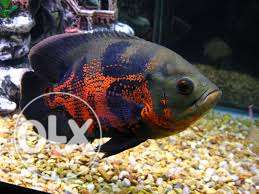 4.5-5 inches various colors Oscar fish price