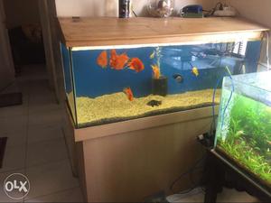 4 feet aquarium with stand and hood