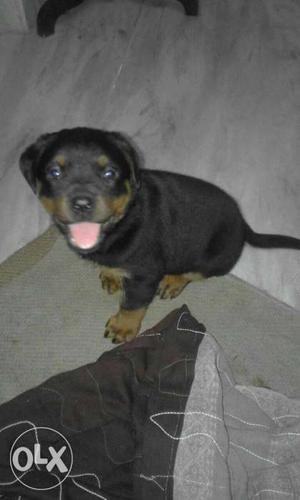 40 day old puppy male mahogany rottwllr
