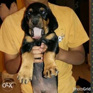 40 days old Best quality Doberman puppies with