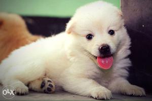 45 days sweet toy little cultural Pomeranian just