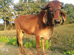 5 Gir cow fresh 3 yrs old, 2 desi,1 female calf