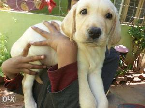 50 days Male Labrador Puppy for sale