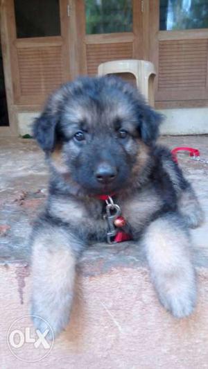 50 days old gsd long hair puppy