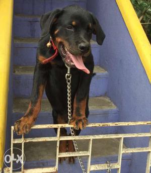 6 months old male rottweiler