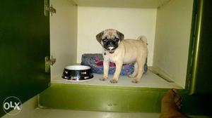 60days old pug puppy with good pedigree. healthy