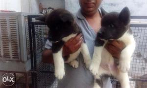 Akita only male pup import line very low price with kci