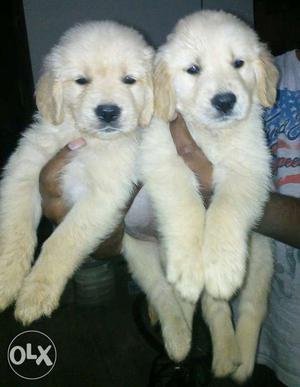 All Breed puppy's Available At reasonable price
