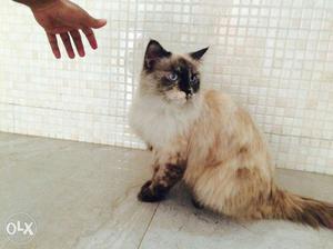 All types of Persian cat for sale