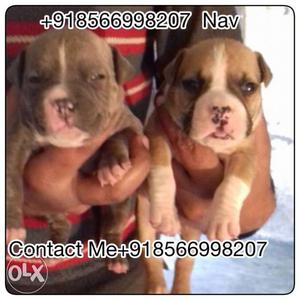 American Bully Male for sale.