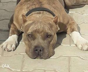 American bully female available