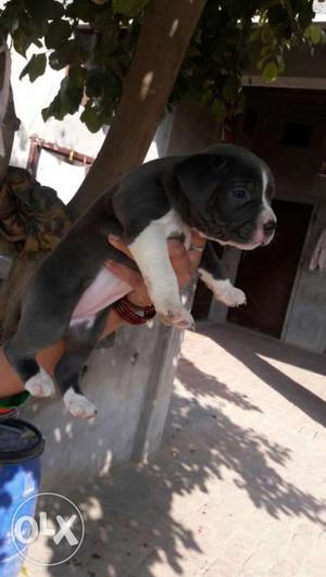 American bully female for sale,