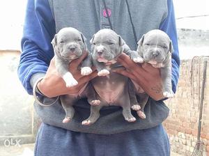 American bully pups for sale. totally mr. bane