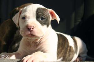 -Angel-And White American Pit Bull Terrier Female Puppy