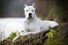 -Angel-Best dogo argentino puppy availabale import line sell