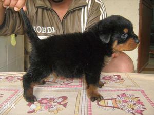 -Angel-Black And Tan Rottweiler Puppy