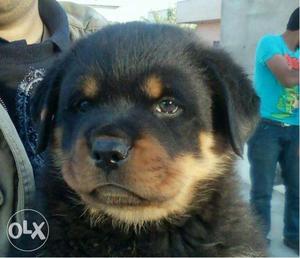 -Angel-breeds of Rottweiler Puppies for sales