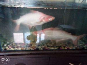 Aquarium albino shark for sell