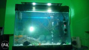 Aquarium with 15 fishes, filter, heater and