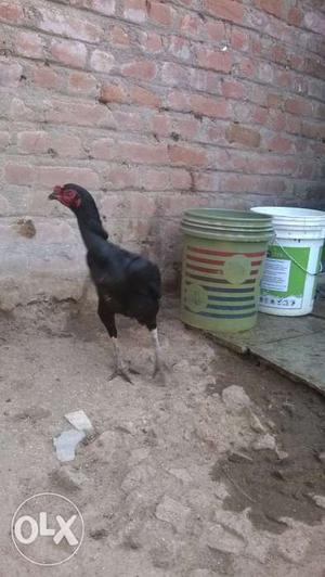 Aseel pure hen with leying eggs