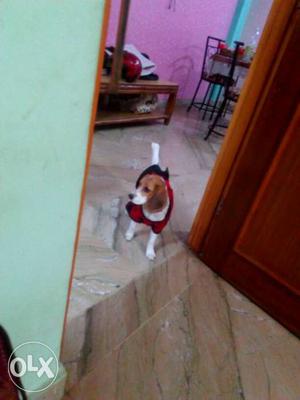 Beagle female 4 months old. 2 round of