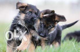 Beautiful handsome German Shepherd with peper puppies