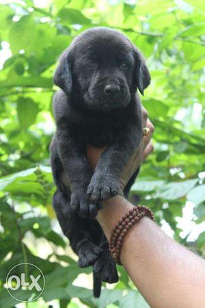 Best lab puppies for sel