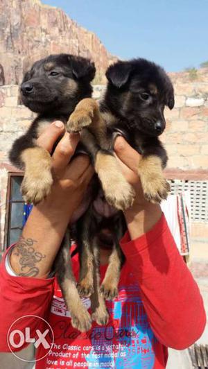 Best quality german shefrd pupps available male
