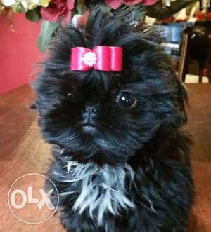 Black And White Lhasa Apso Puppy
