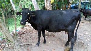 Black Cow In Kizhuvalam Koonthalloor
