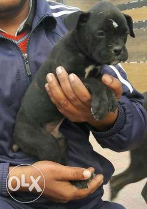 Black Short-coated Puppy