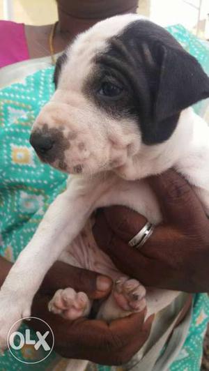 Black and white female pup for sale