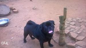 Black pug once littered available.one and half