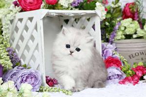 Black white mix color healthy persian cat kitten sale.free